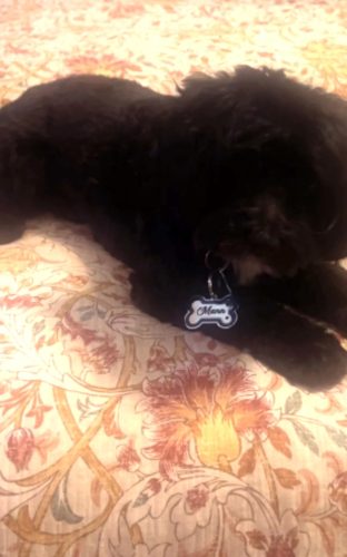 Personalized Dog Tags and Cat Tags photo review