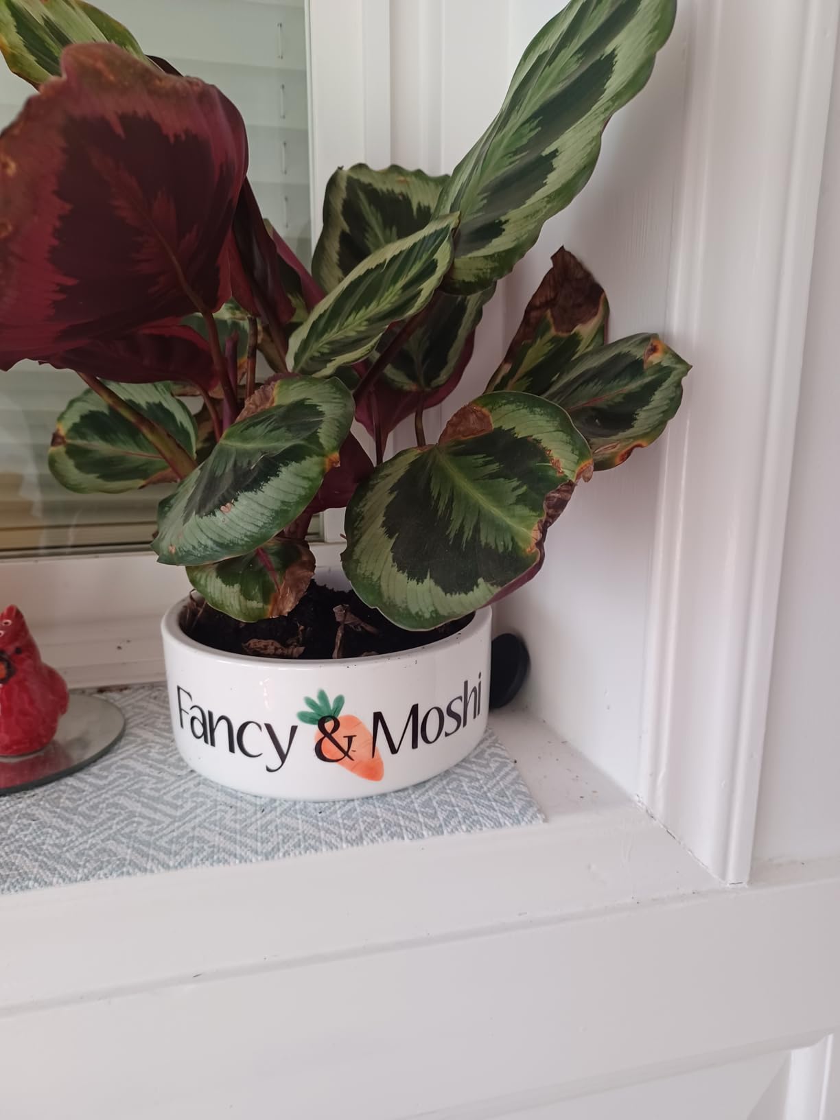 Custom Pet Bowl- Cat & Dog photo review