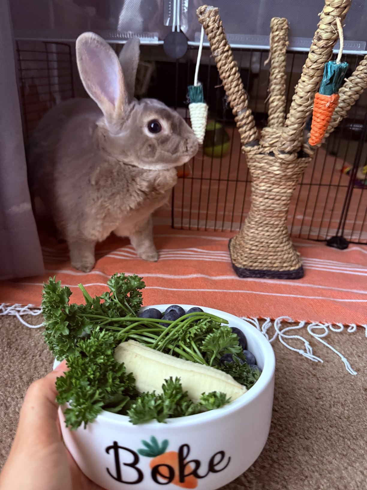 Custom Pet Bowl- Cat & Dog photo review