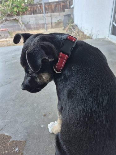Custom Reflective stitching nylon dog collar photo review