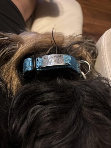 Custom Reflective stitching nylon dog collar photo review