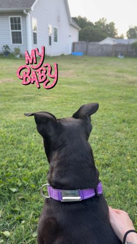 Custom Reflective stitching nylon dog collar photo review