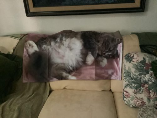 Custom Throw Pillow Cover photo review