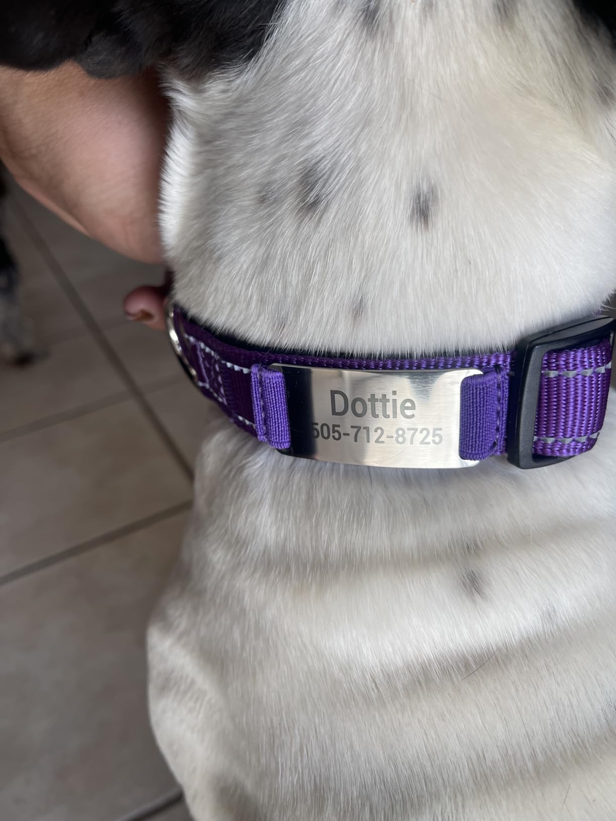 Custom Reflective stitching nylon dog collar photo review