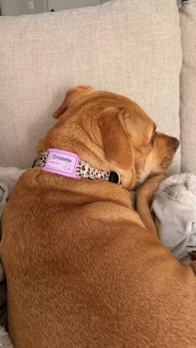 Personalized Engraved Silicone and Cat Name Pet ID Tags photo review