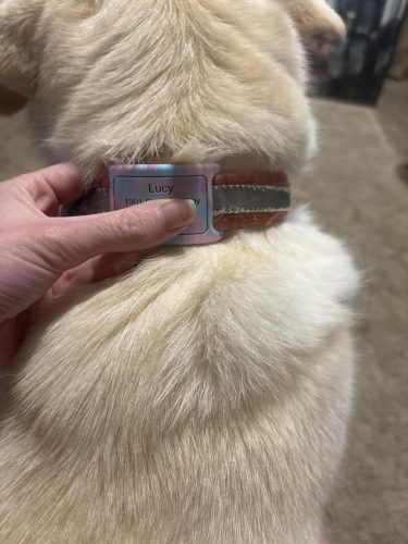 Personalized Engraved Silicone and Cat Name Pet ID Tags photo review