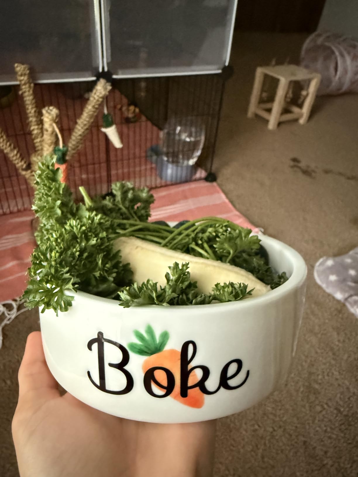 Custom Pet Bowl- Cat & Dog photo review