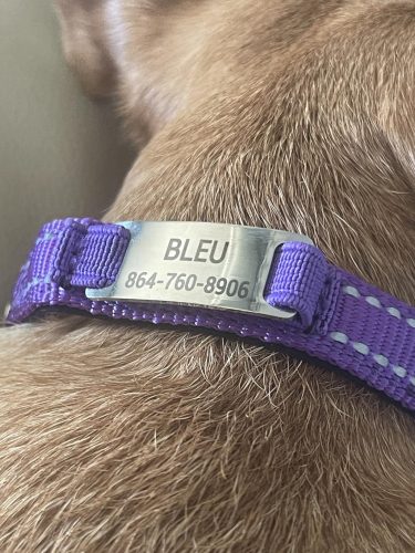 Custom Reflective stitching nylon dog collar photo review