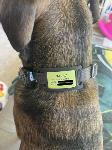 Personalized Engraved Silicone and Cat Name Pet ID Tags photo review