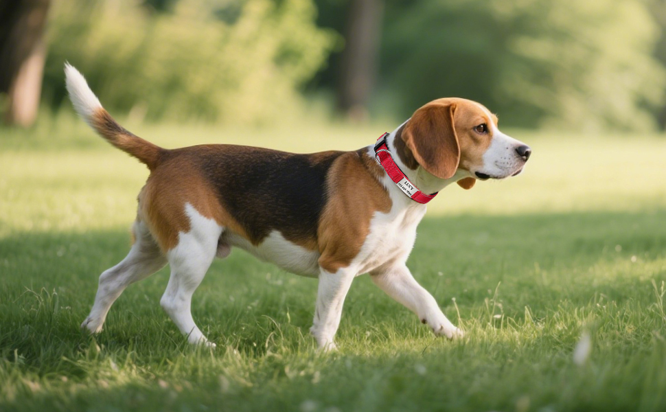dog collar xs